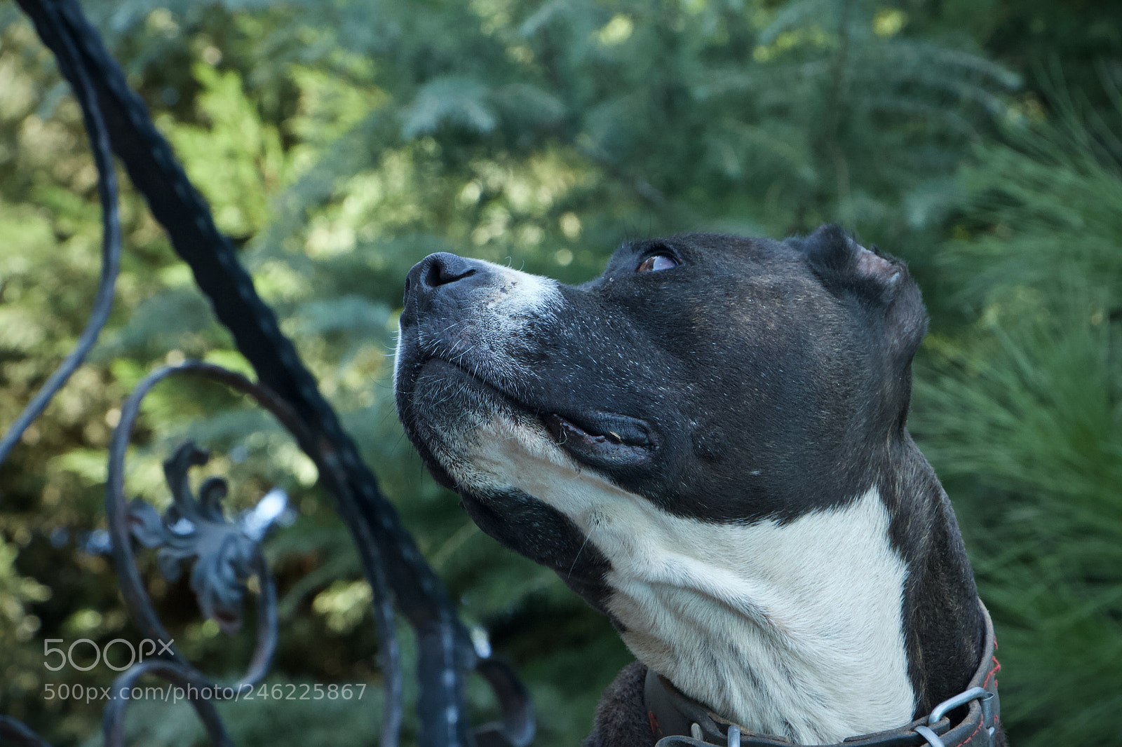 Canon EOS 7D sample photo. Loyal friend photography