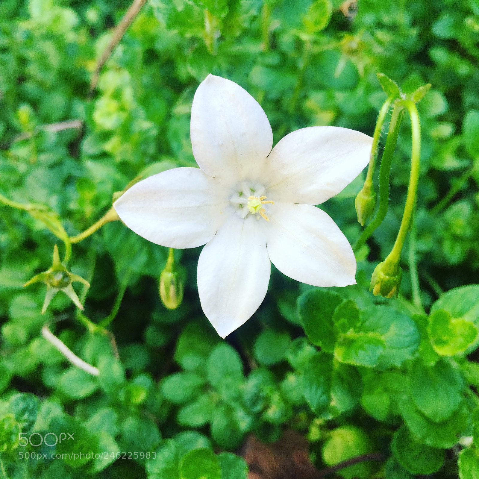 Apple iPhone 6 sample photo. Flower! photography