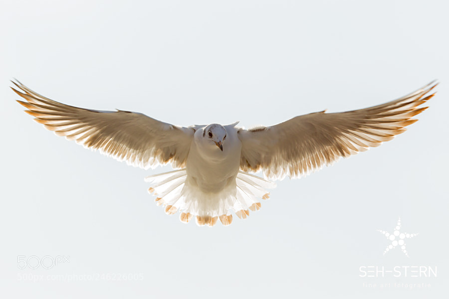 Canon EOS-1D Mark IV sample photo. Backlight photography