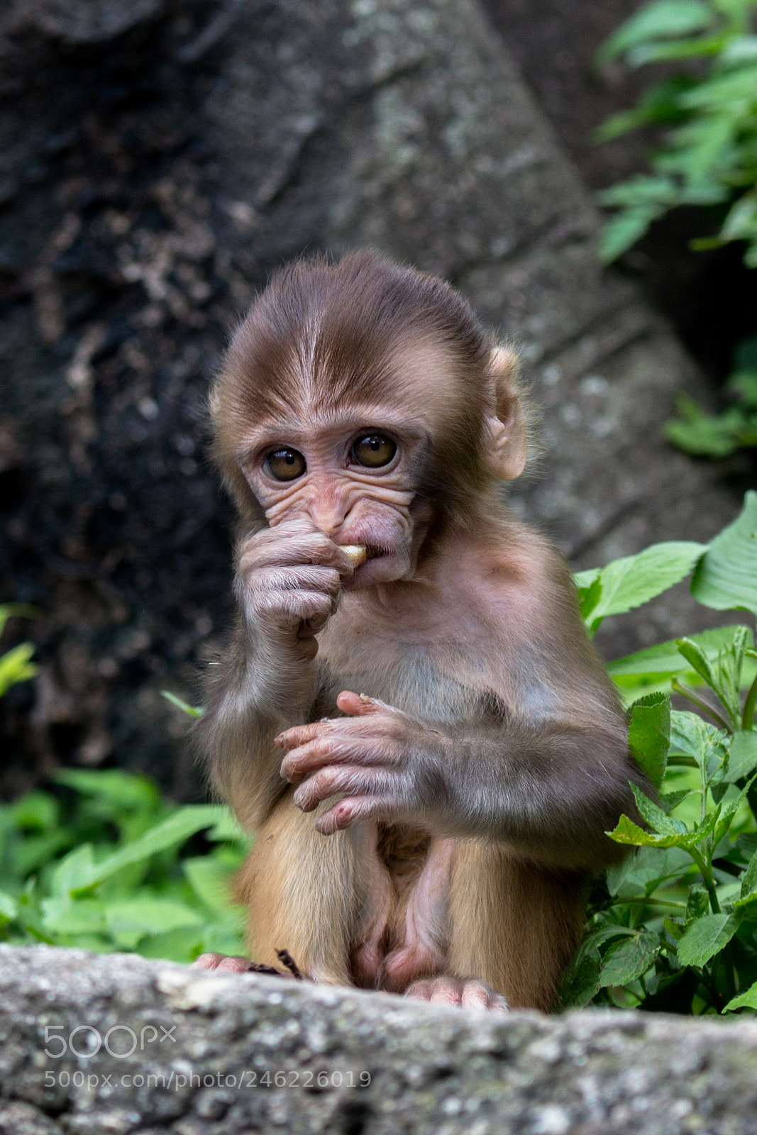 Canon EOS 700D (EOS Rebel T5i / EOS Kiss X7i) sample photo. Baby monkey photography