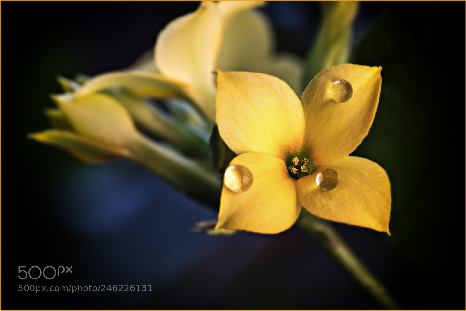Canon EOS 6D Mark II sample photo. Blossom photography