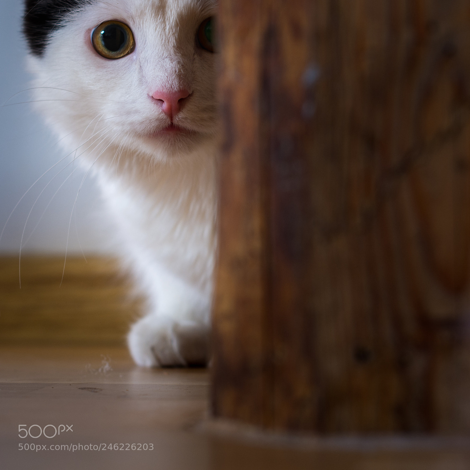Nikon D7100 sample photo. Cat plays hide & seek photography