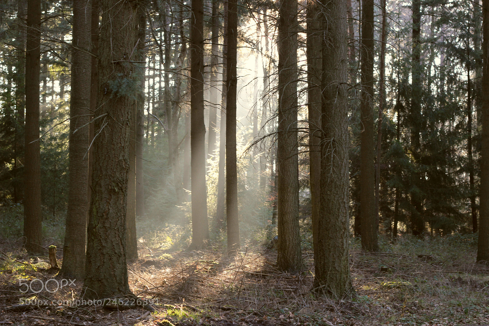 Canon EOS 600D (Rebel EOS T3i / EOS Kiss X5) sample photo. Wald licht photography