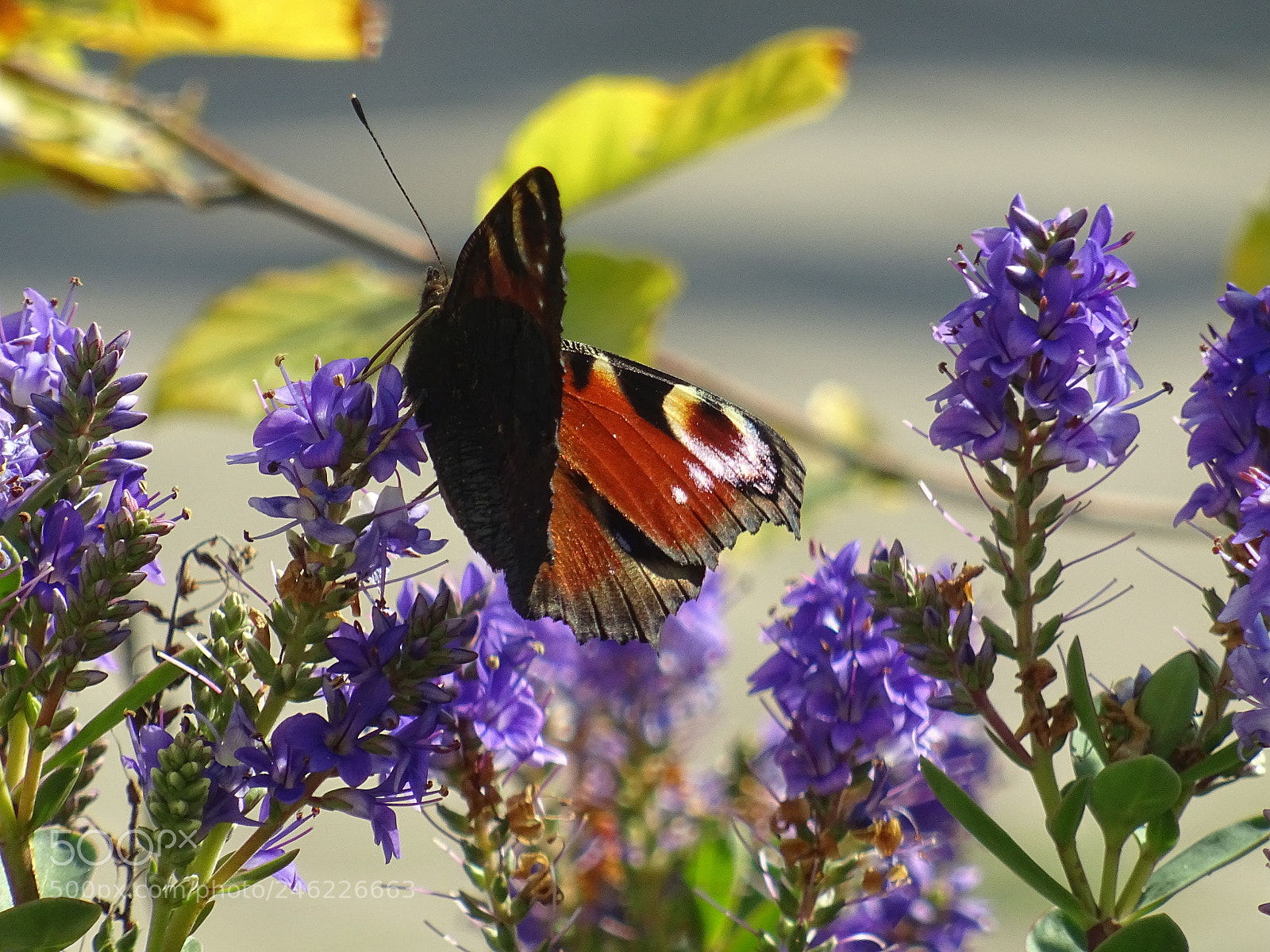 Sony DSC-HX60 sample photo. Burterfly in the garden photography