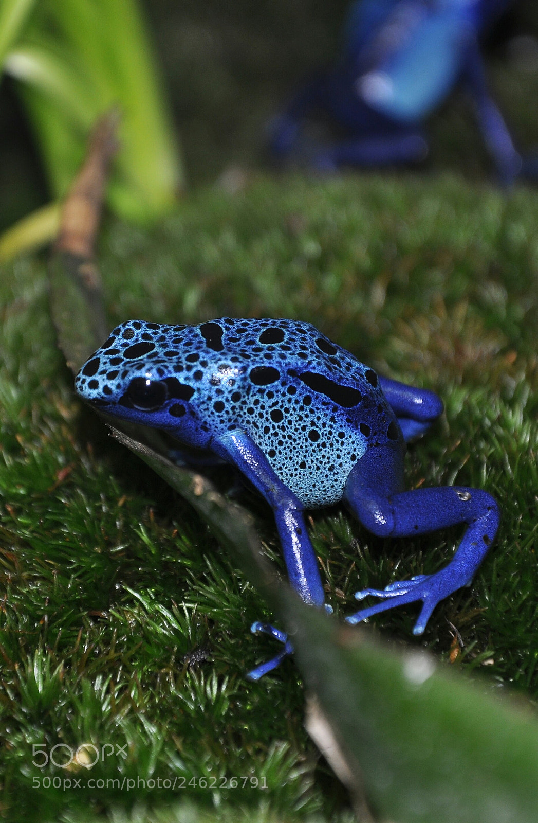 Nikon D90 sample photo. Blue-frog photography