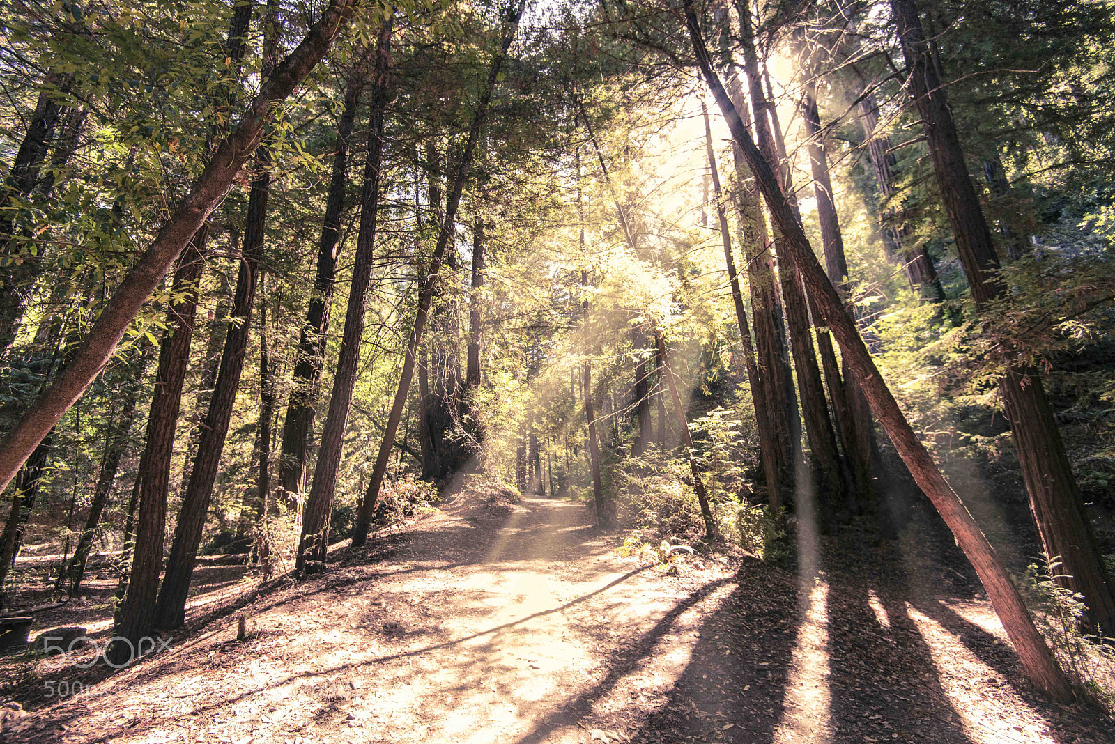 Nikon D800 sample photo. Big sur photography