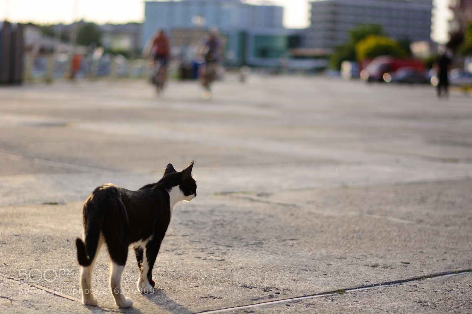 Nikon D5200 sample photo. Cat against the world photography