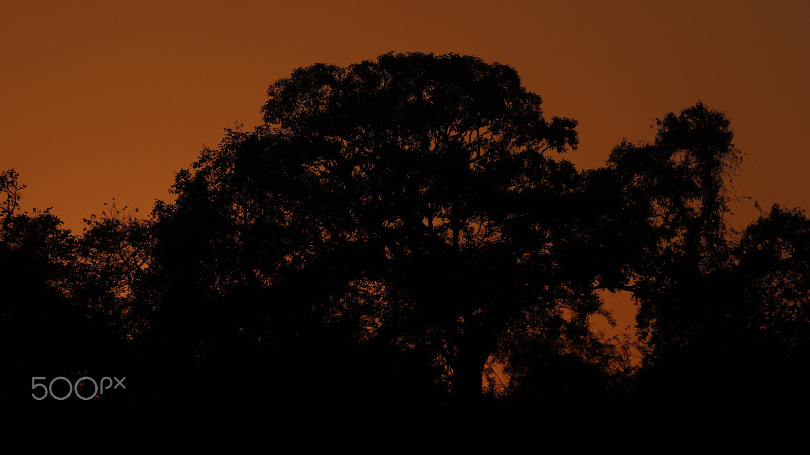 Canon EOS 800D (EOS Rebel T7i / EOS Kiss X9i) sample photo. Possessed tree - dark souls photography