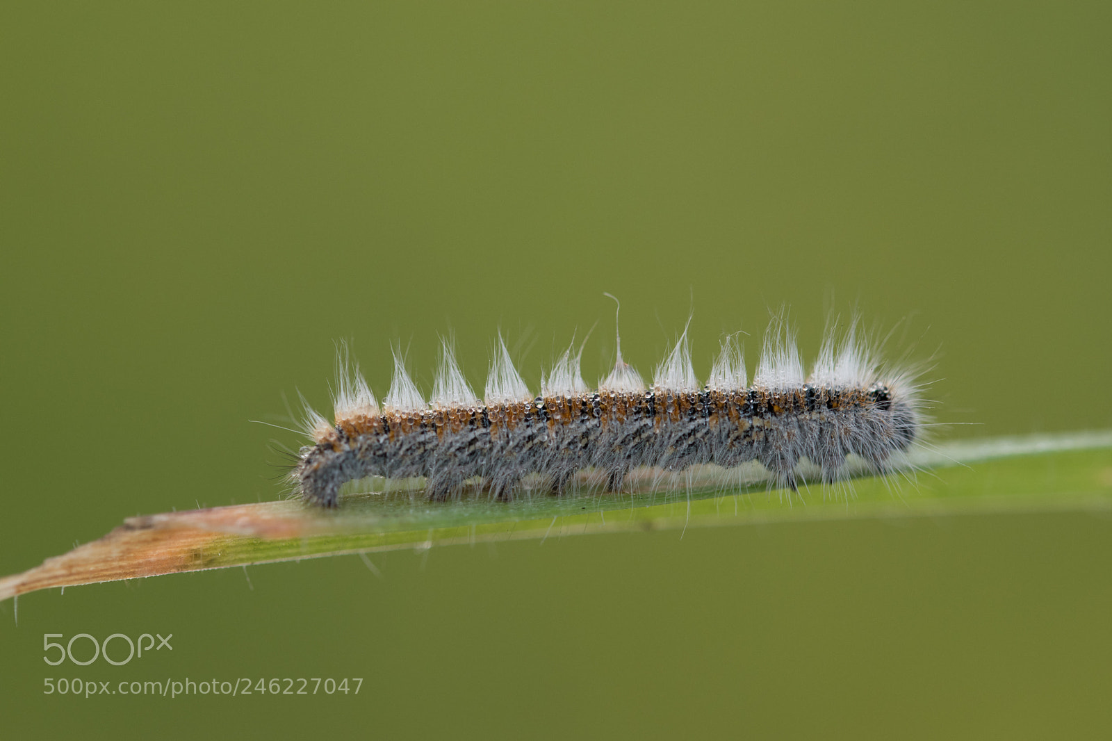 Nikon D5600 sample photo. Dew crystals on larva photography