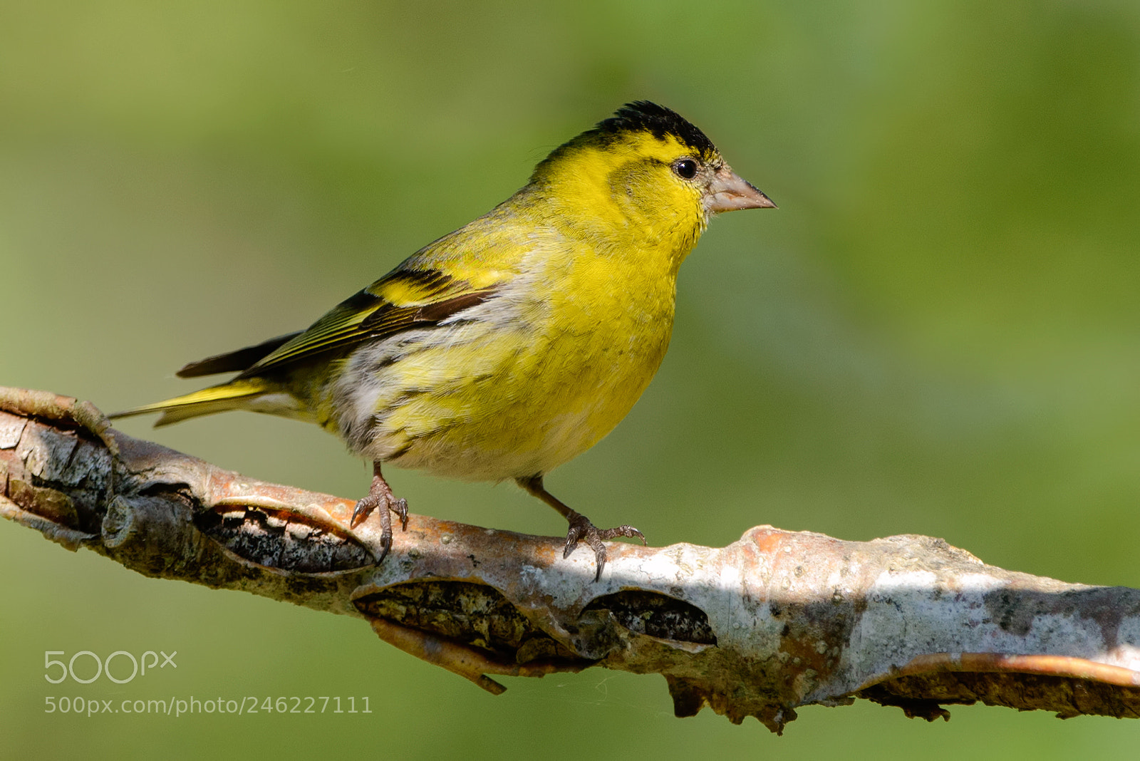 Nikon D800E sample photo. Male eurasian siskin photography