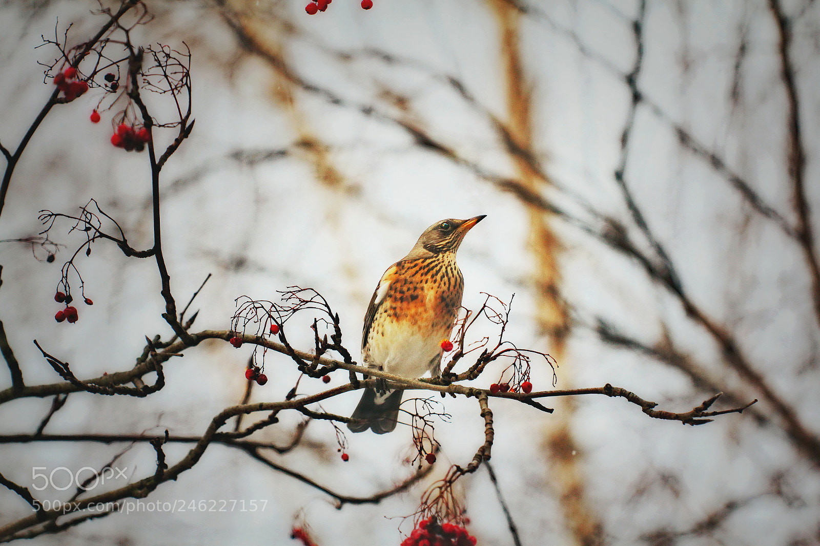 Canon EOS 60D sample photo. Winter bird photography