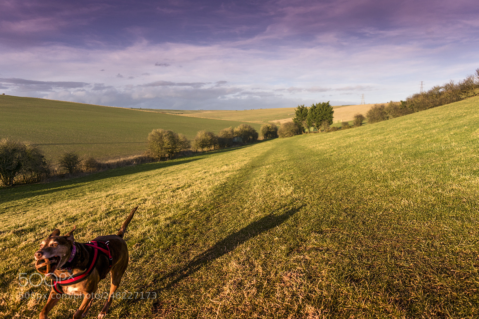 Sony a7 II sample photo. Coco photography
