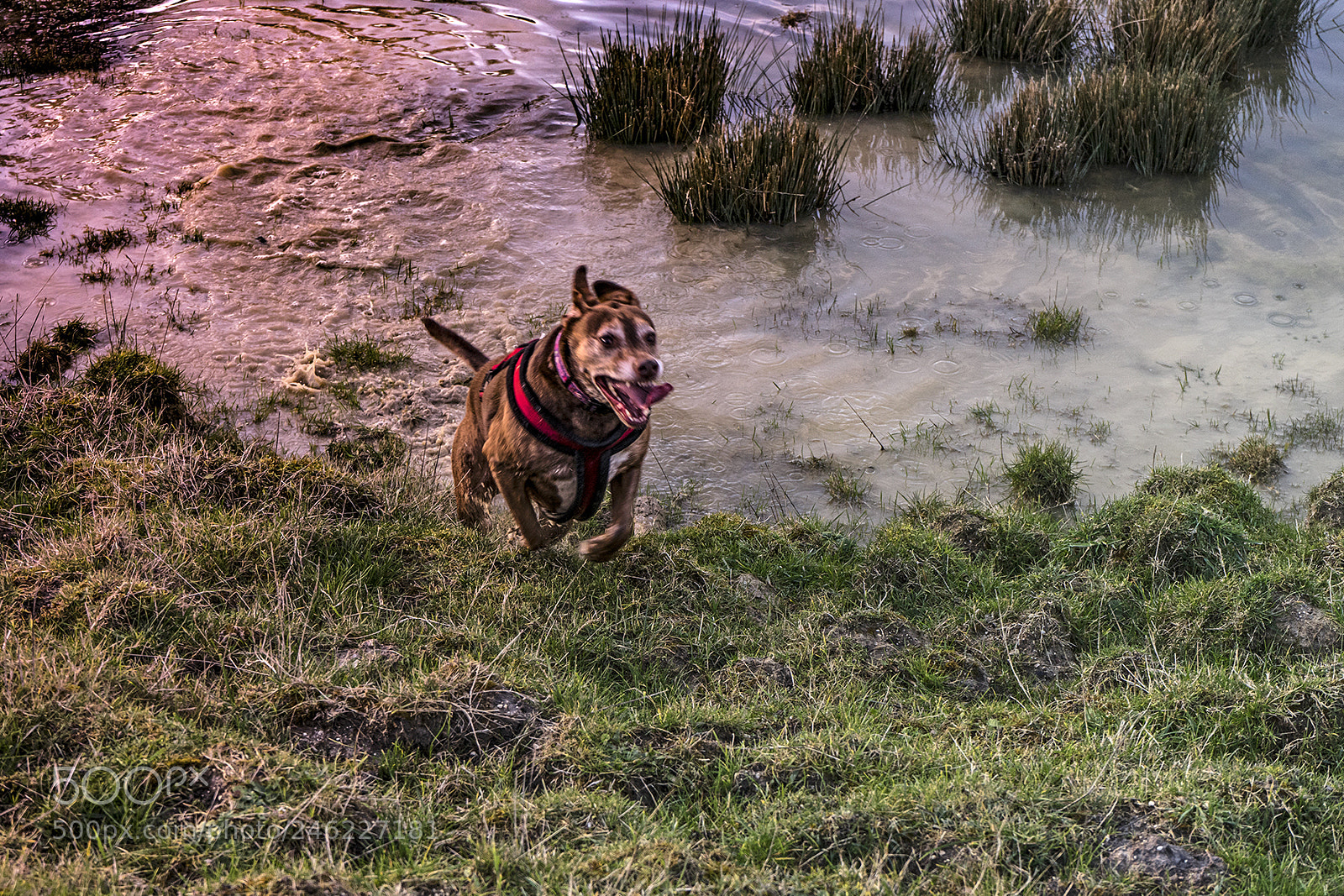 Sony a7 II sample photo. Coco photography