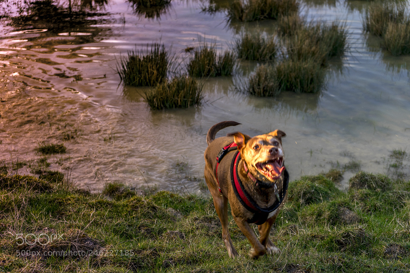 Sony a7 II sample photo. Coco photography
