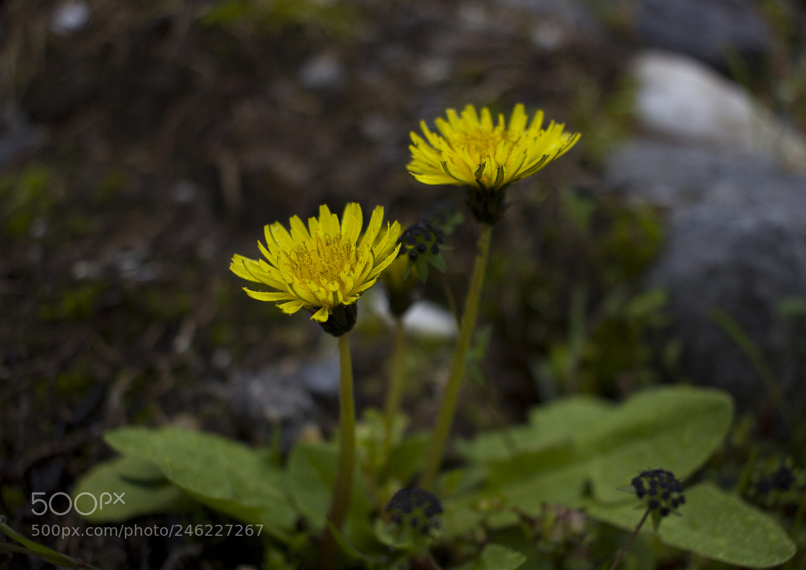 Canon EOS 600D (Rebel EOS T3i / EOS Kiss X5) sample photo. Two flowers photography