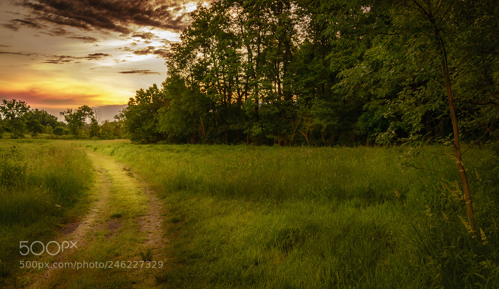 Sony ILCA-77M2 sample photo. A worn path photography