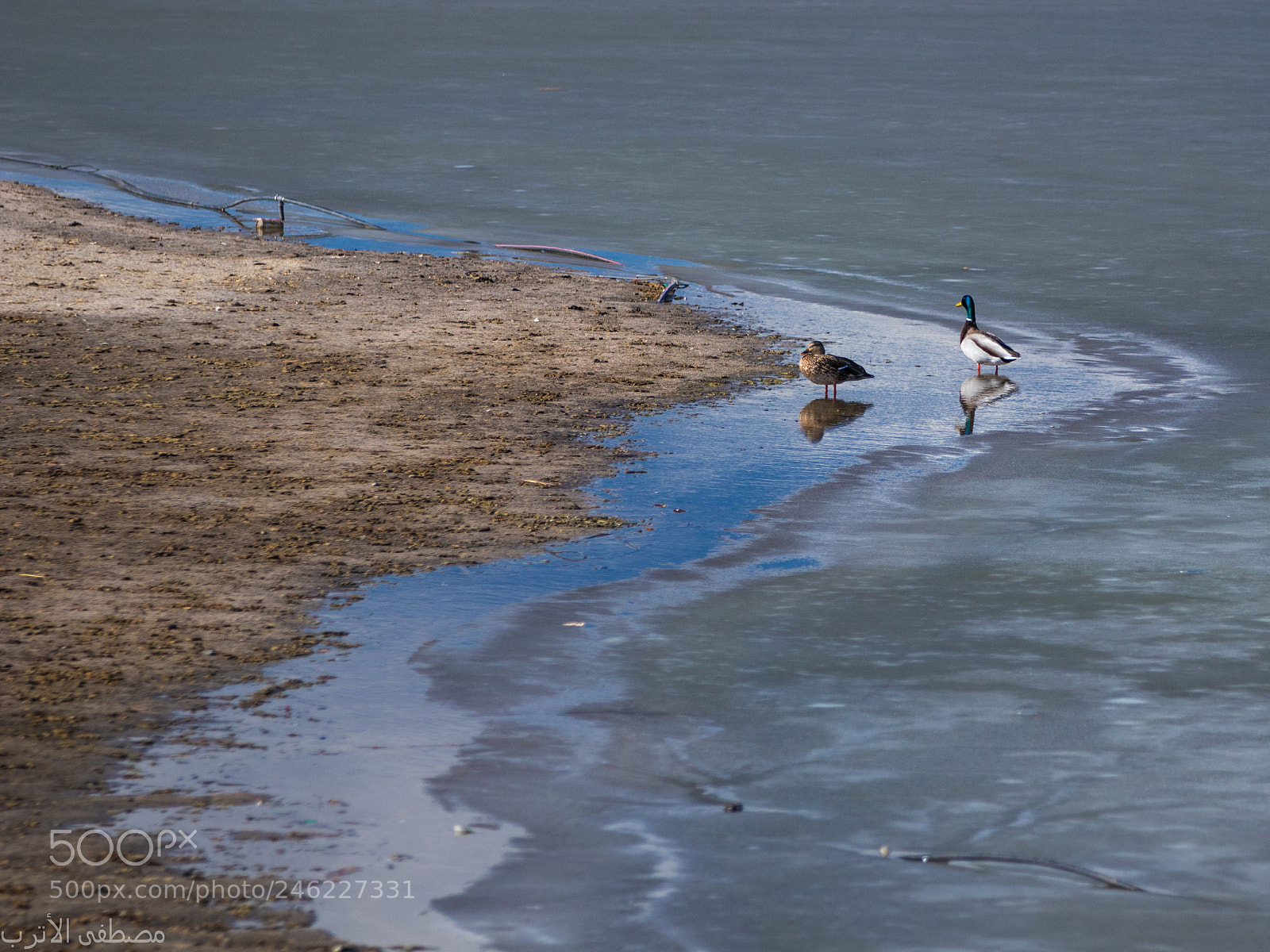 Canon EOS 80D sample photo. Ducks on iced lake بط على بحيرة متجمدة photography