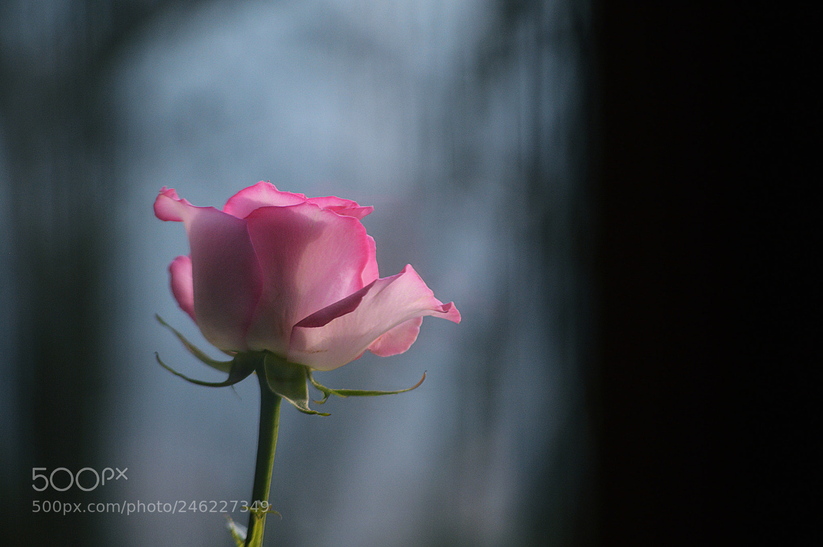 Nikon D3200 sample photo. Kiss from a rose photography