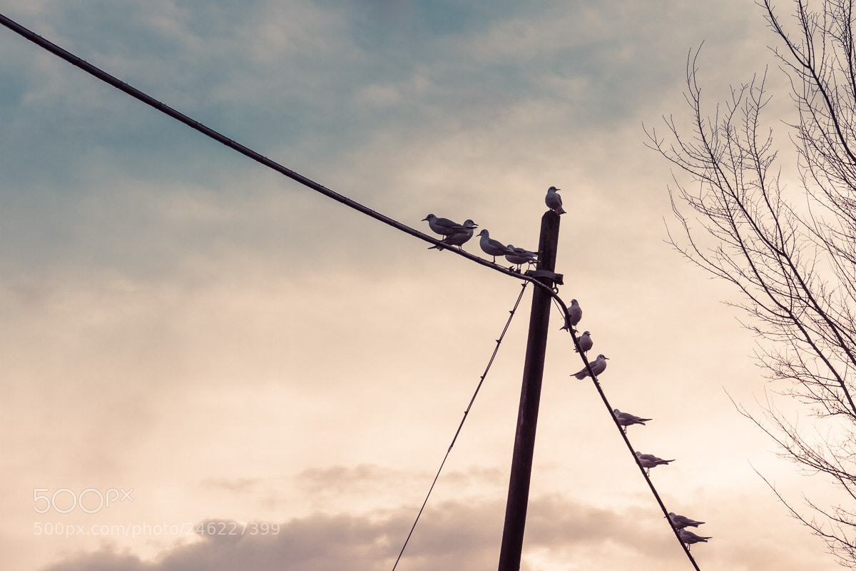 Canon EOS 7D sample photo. Untitled photography