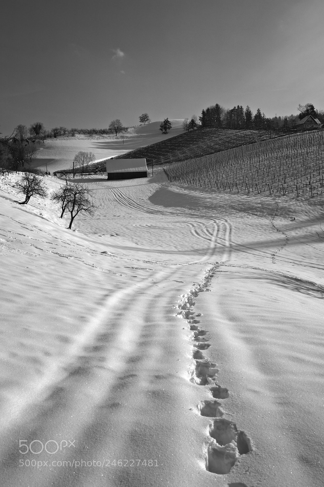 Nikon D7100 sample photo. Winterday photography