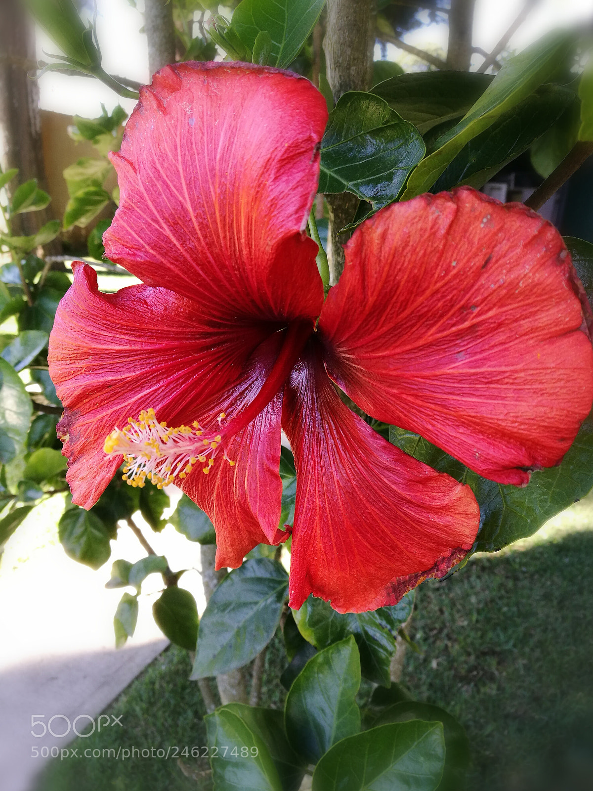 HUAWEI P9 Plus sample photo. Untitled photography
