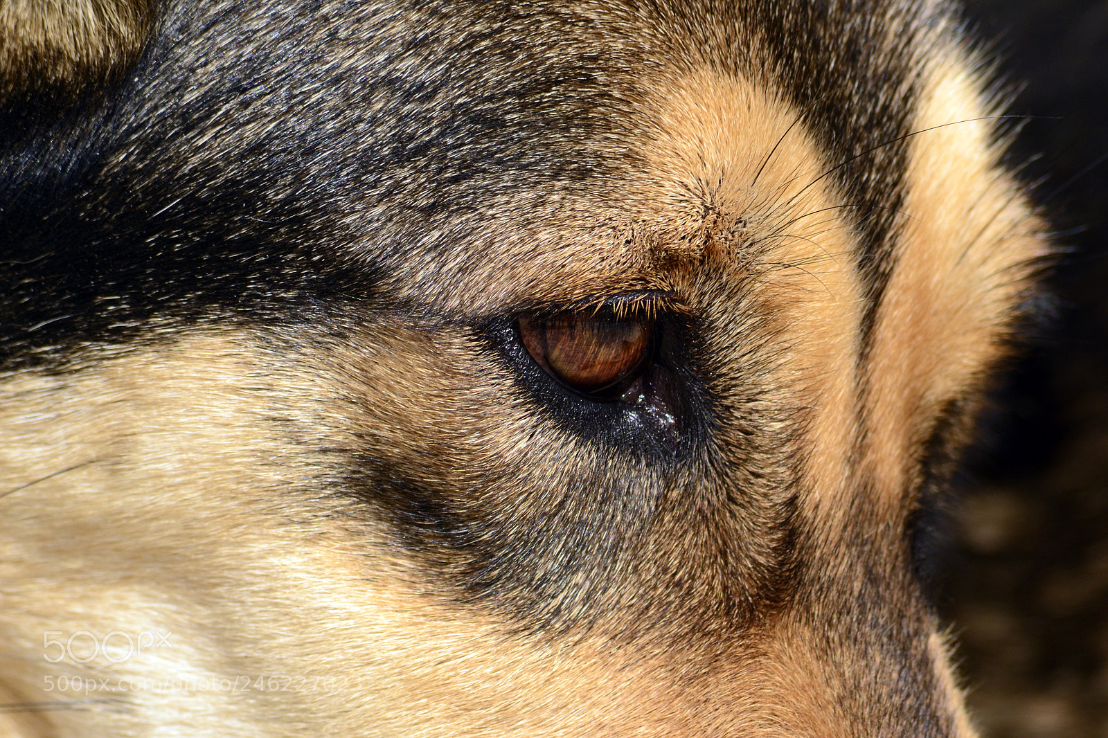 Nikon D3100 sample photo. Dog i photography