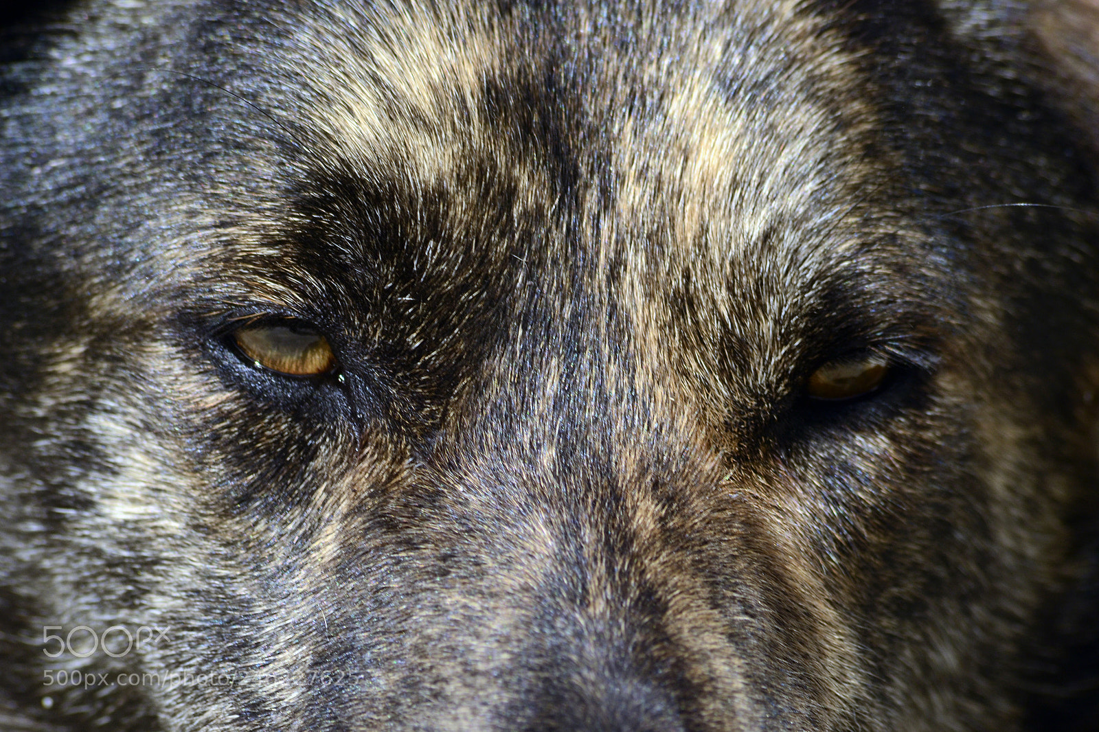 Nikon D3100 sample photo. Dog ii photography