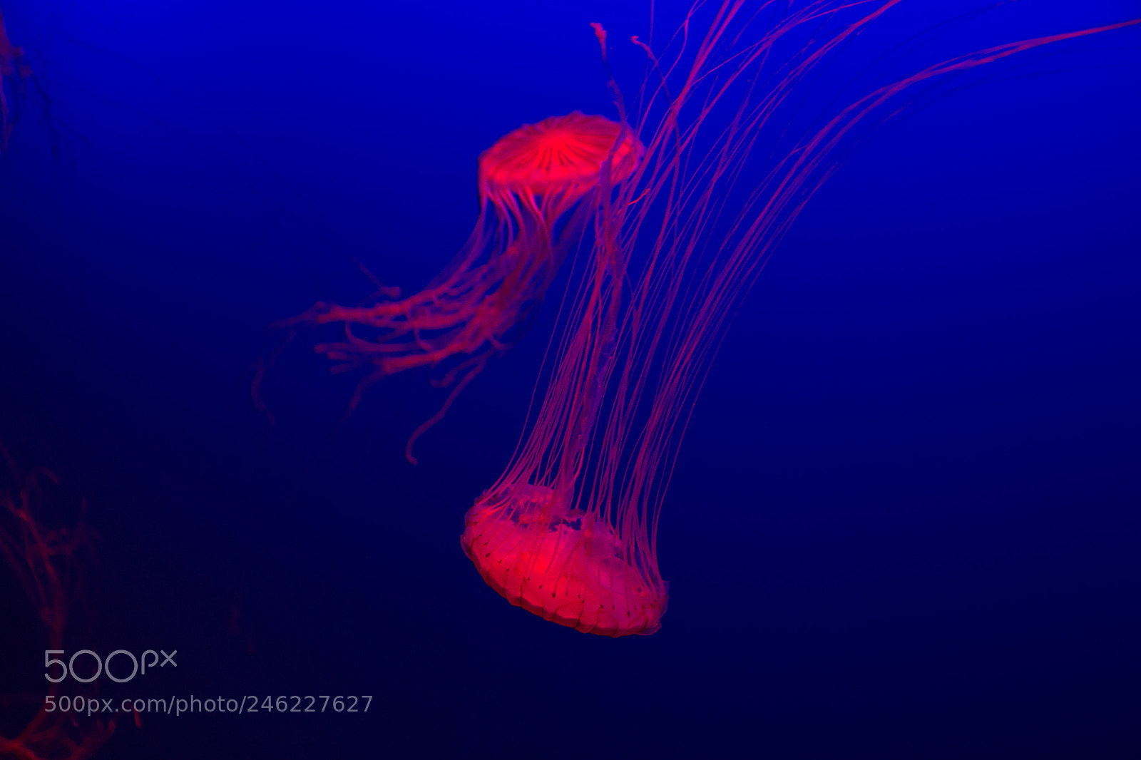Canon EOS 60D sample photo. Aquarium singapore photography