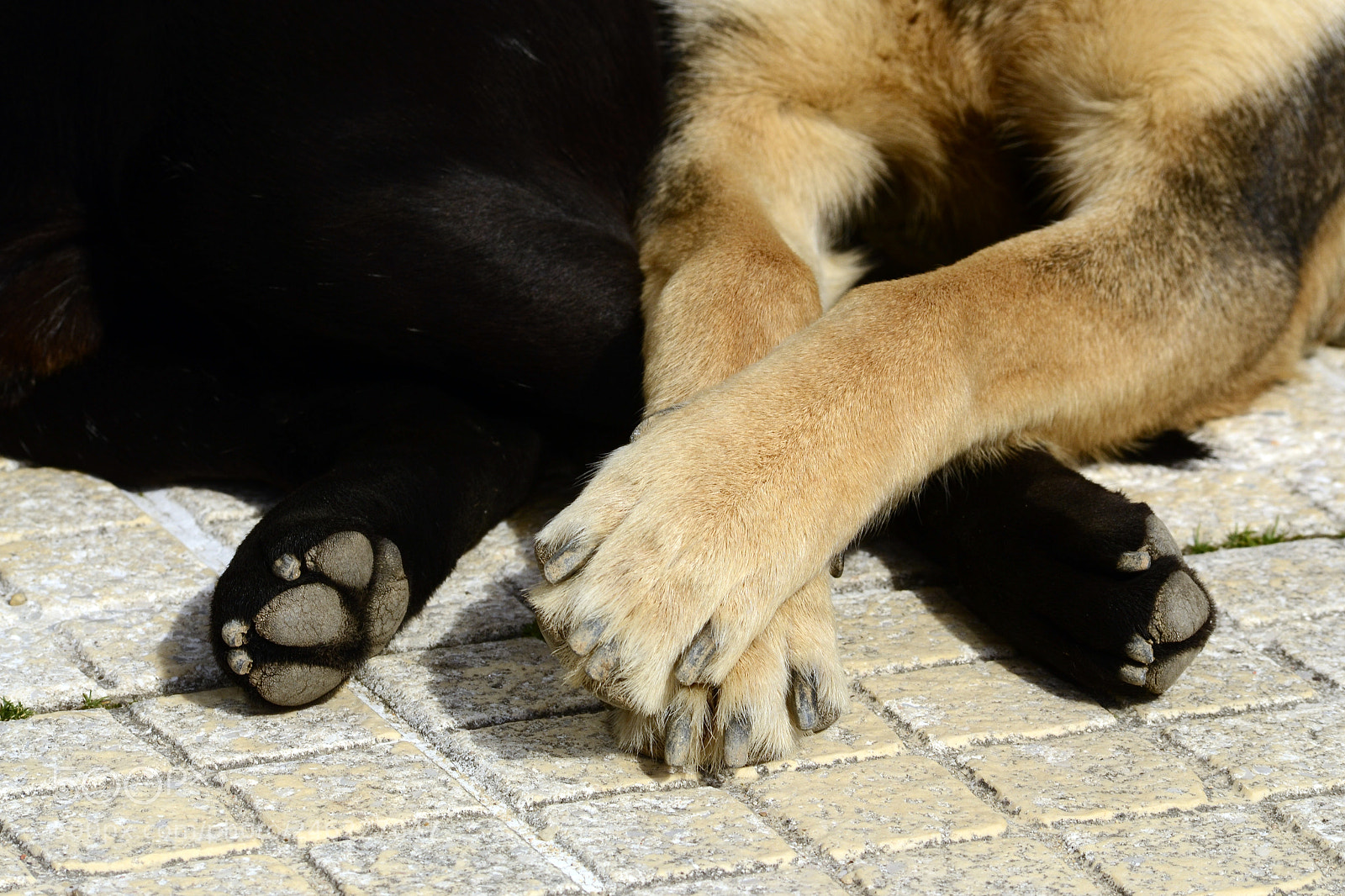 Nikon D3100 sample photo. Dog iii photography