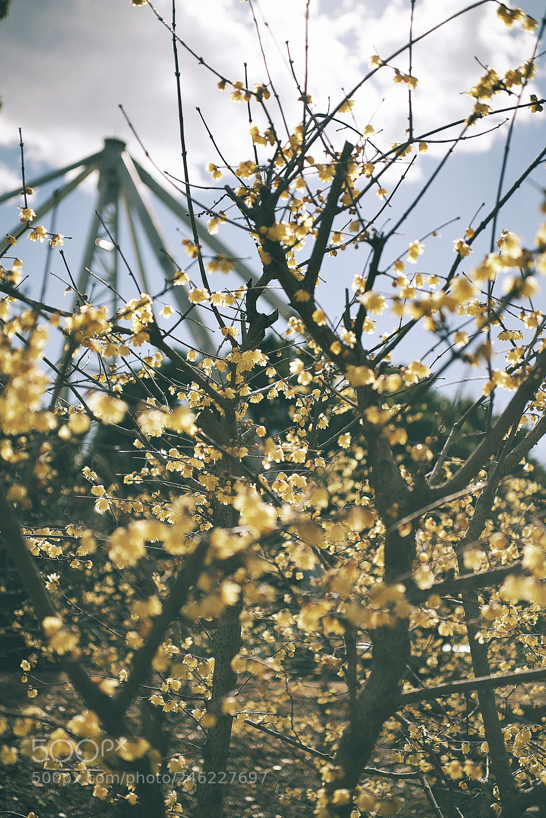 Nikon D610 sample photo. Winter sweet photography
