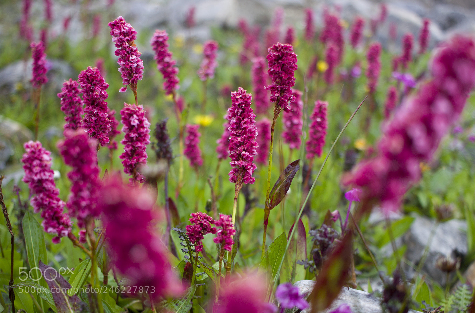 Canon EOS 600D (Rebel EOS T3i / EOS Kiss X5) sample photo. High altitude flowers photography