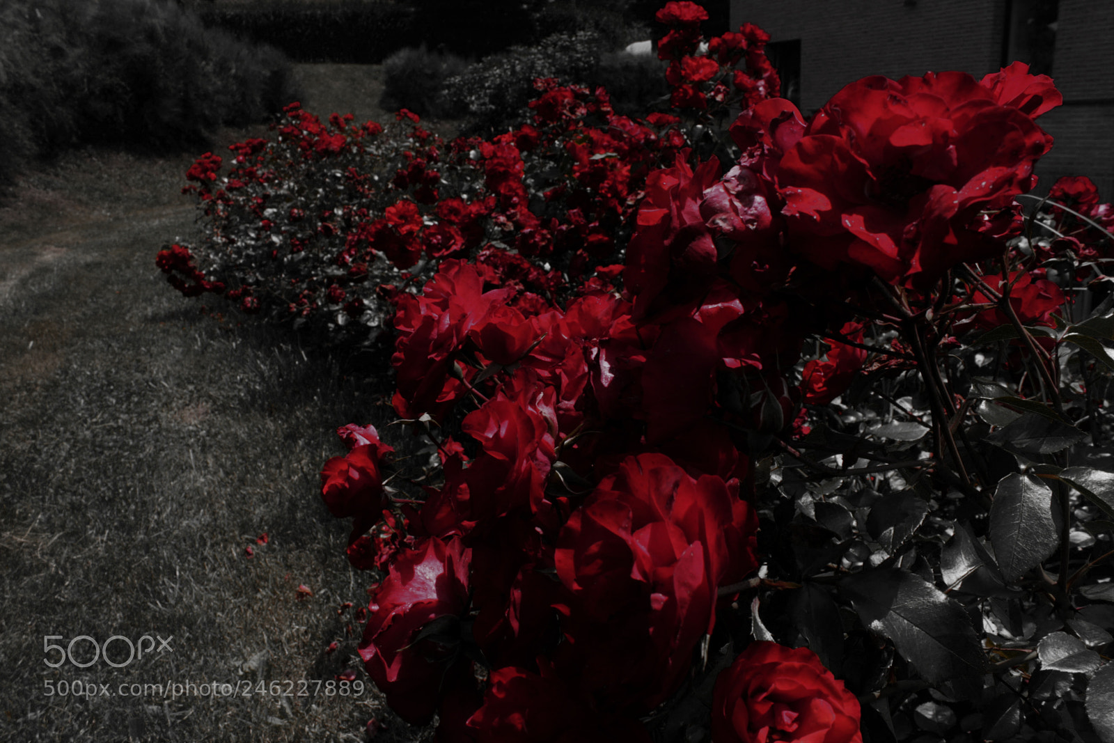 Canon EOS 60D sample photo. Growth photography