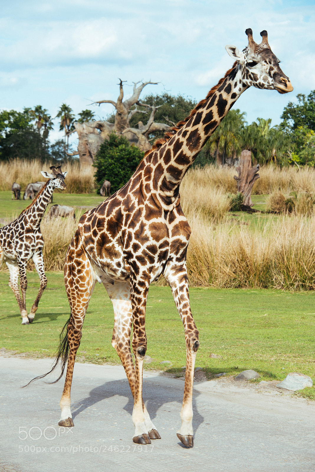 Nikon D810 sample photo. Animal kingdom giraffe photography