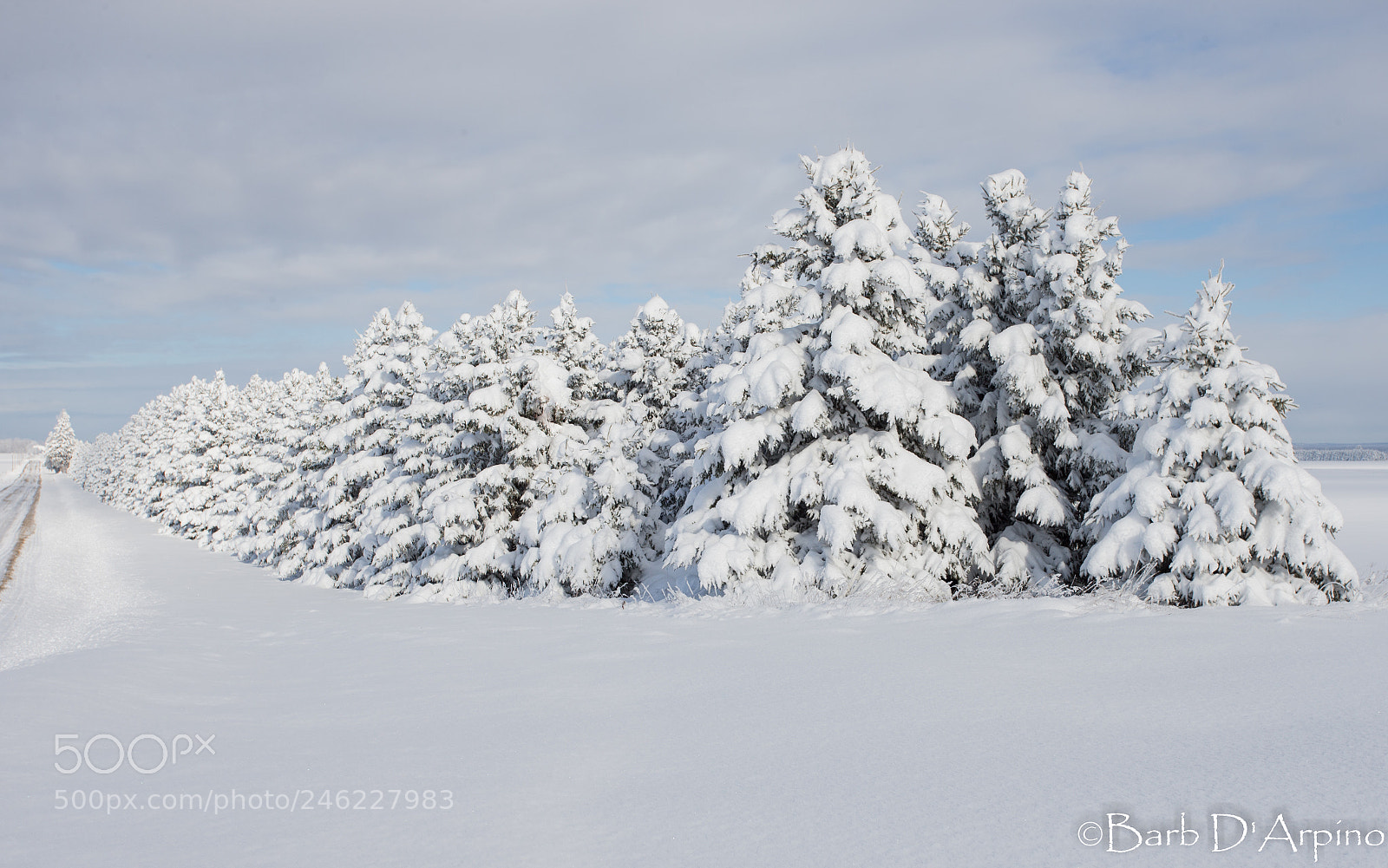 Canon EOS-1D X sample photo. Winter in wasaga beach photography