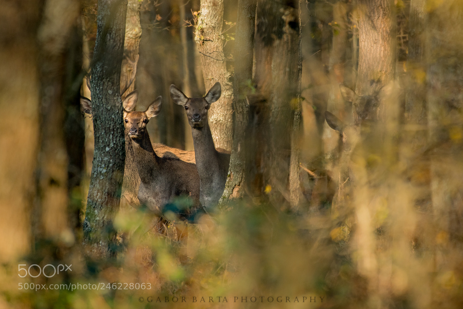 Nikon D850 sample photo. Among the trees photography