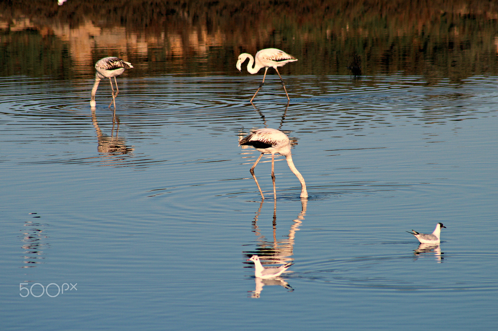 Canon EOS 1200D (EOS Rebel T5 / EOS Kiss X70 / EOS Hi) + EF75-300mm f/4-5.6 sample photo. Flamingos photography