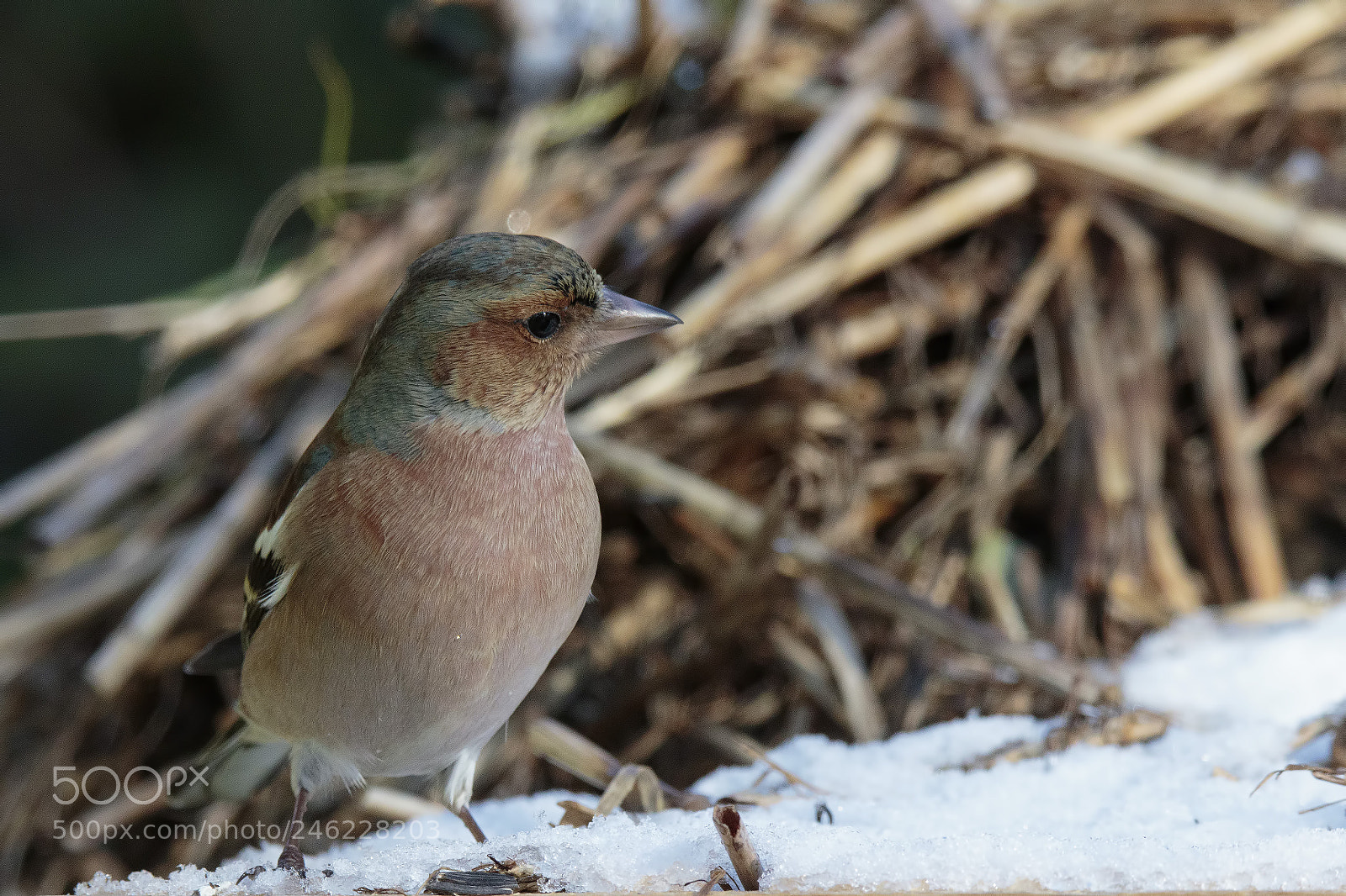 Canon EOS 7D Mark II sample photo. Snowtime photography