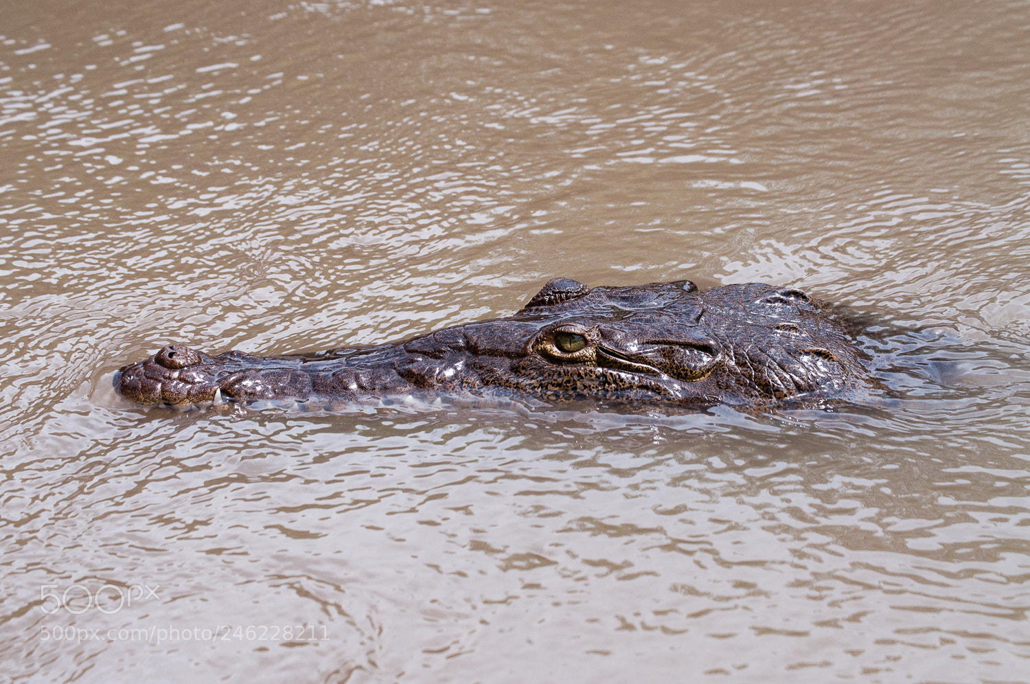 Nikon D5000 sample photo. Croc photography