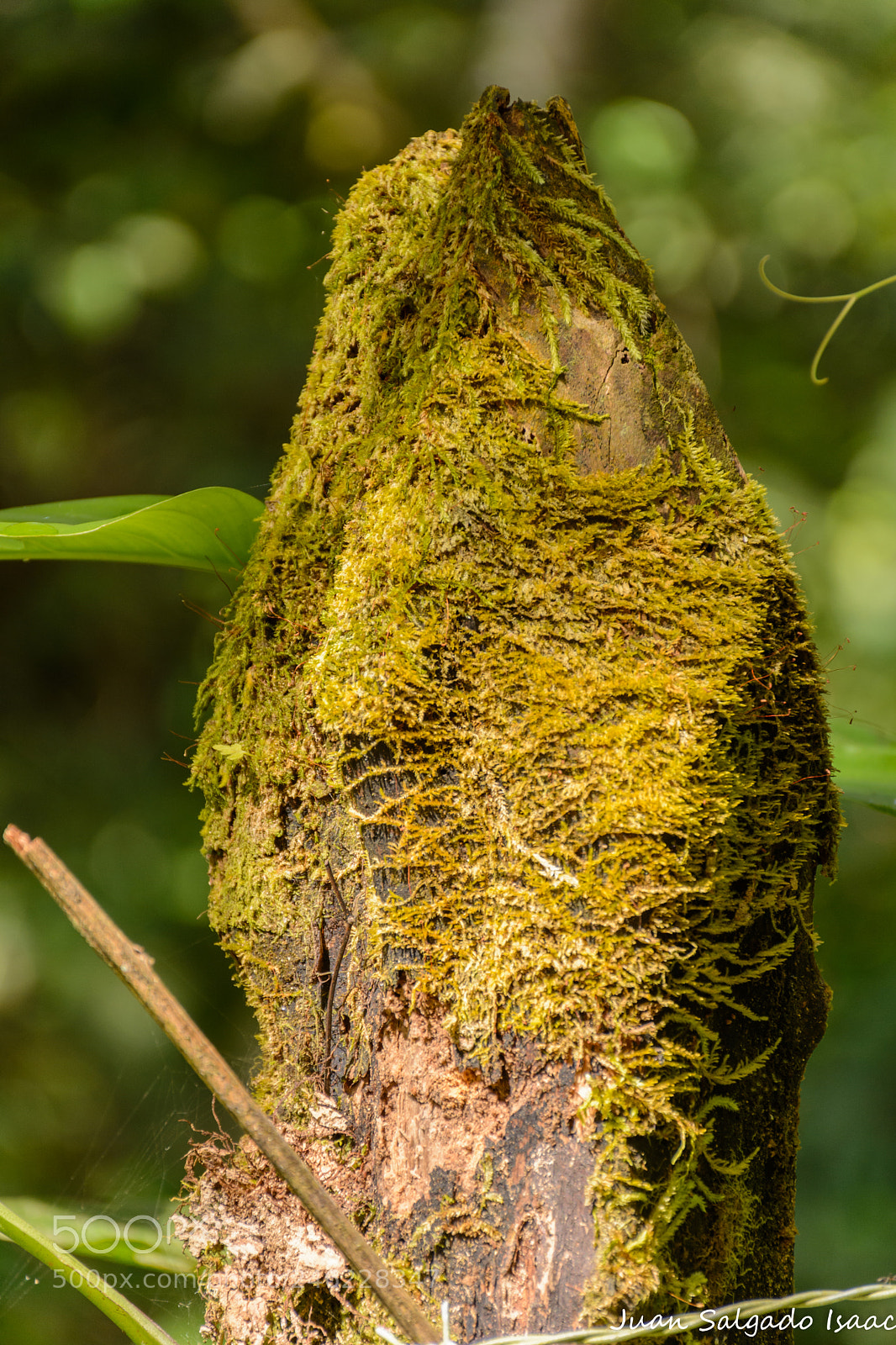 Nikon D7100 sample photo. Musgo photography