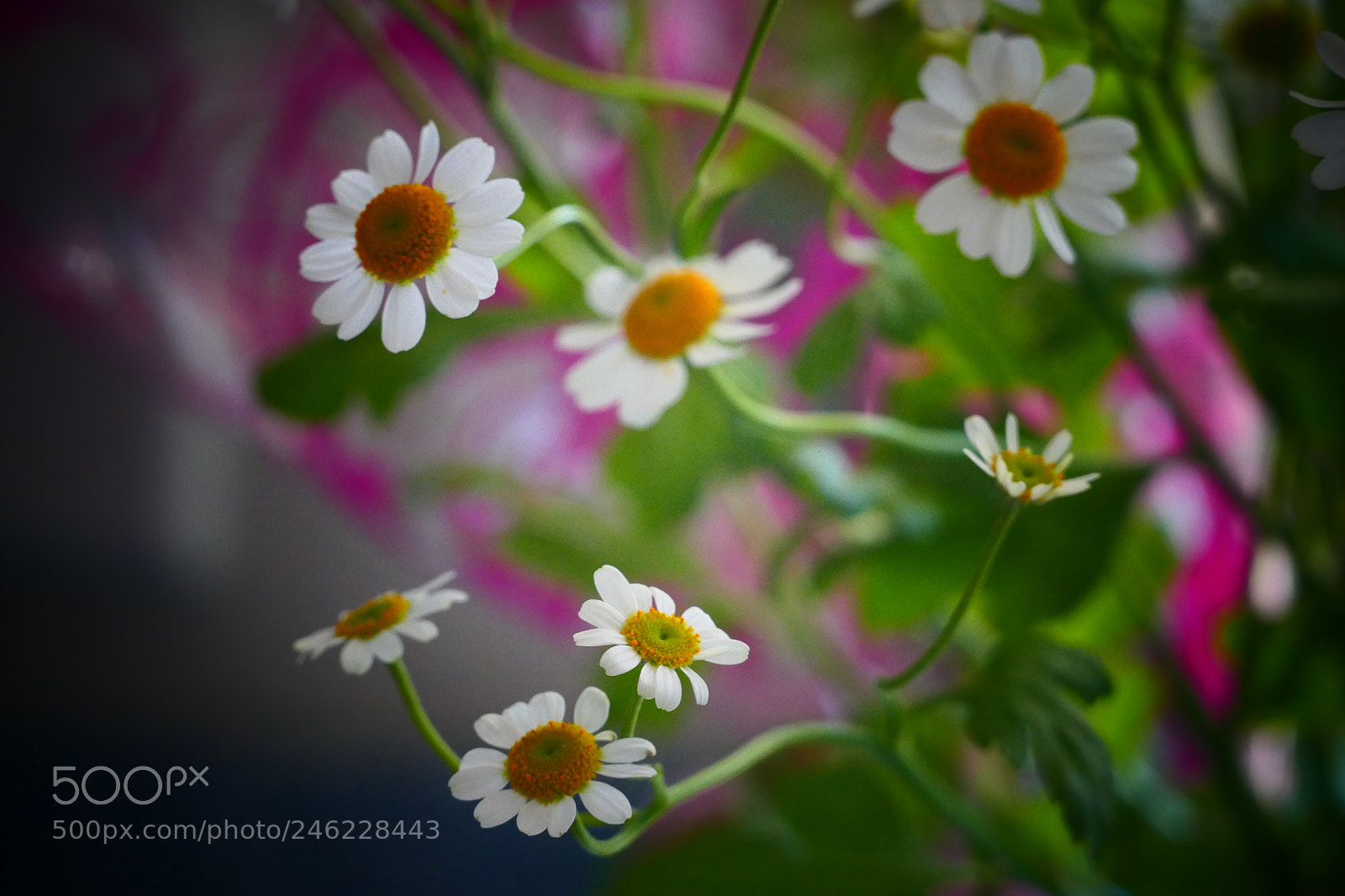 Panasonic Lumix DMC-FZ1000 sample photo. Flower photography