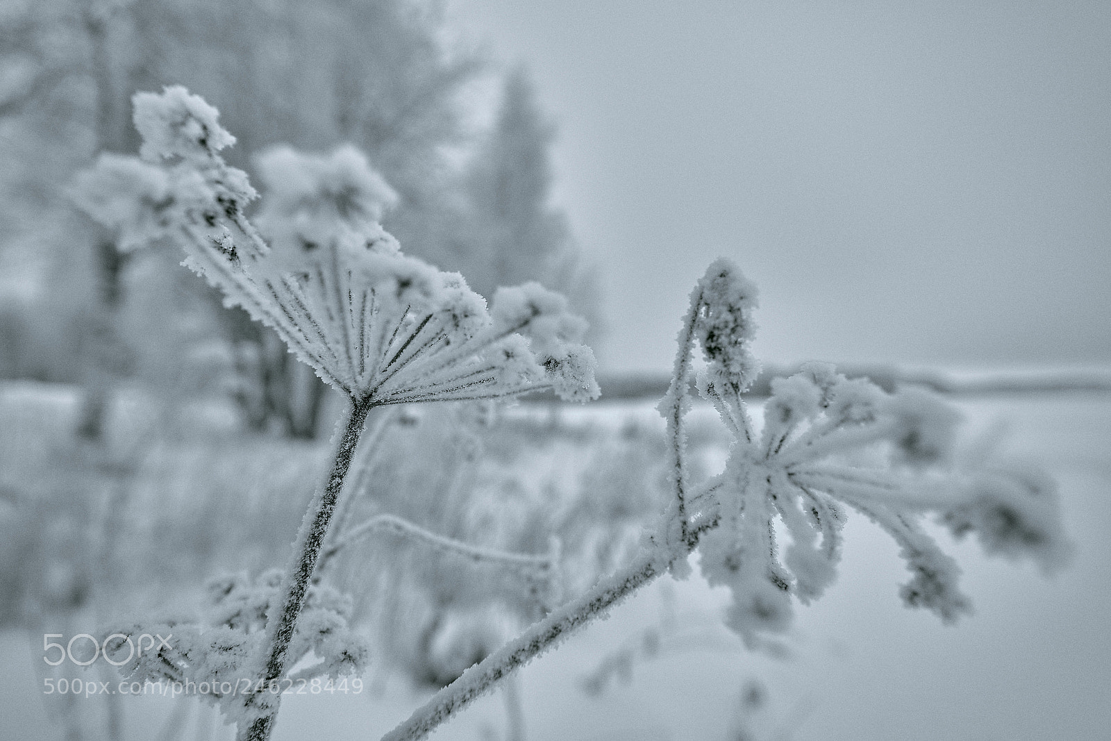 Sony a7R III sample photo. Coldness photography
