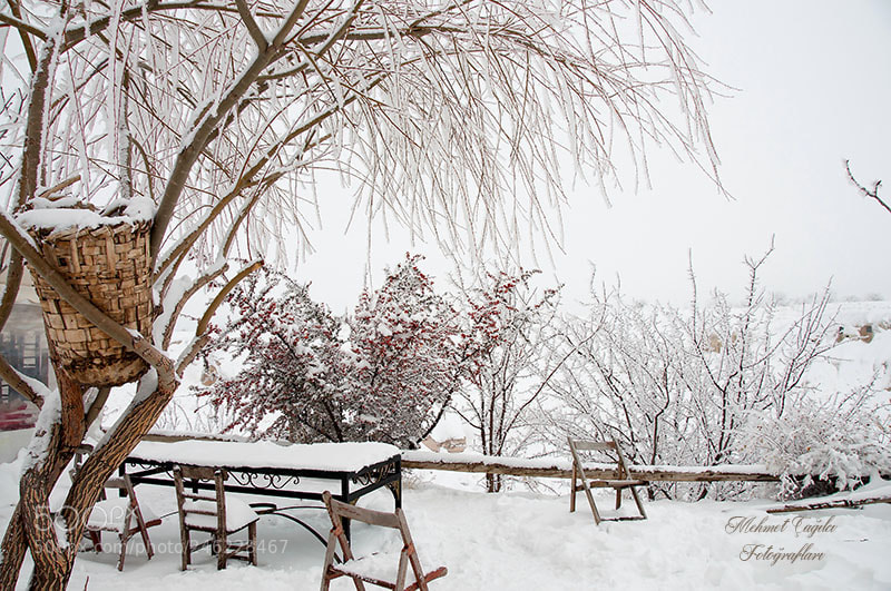 Nikon D90 sample photo. Frosty photography