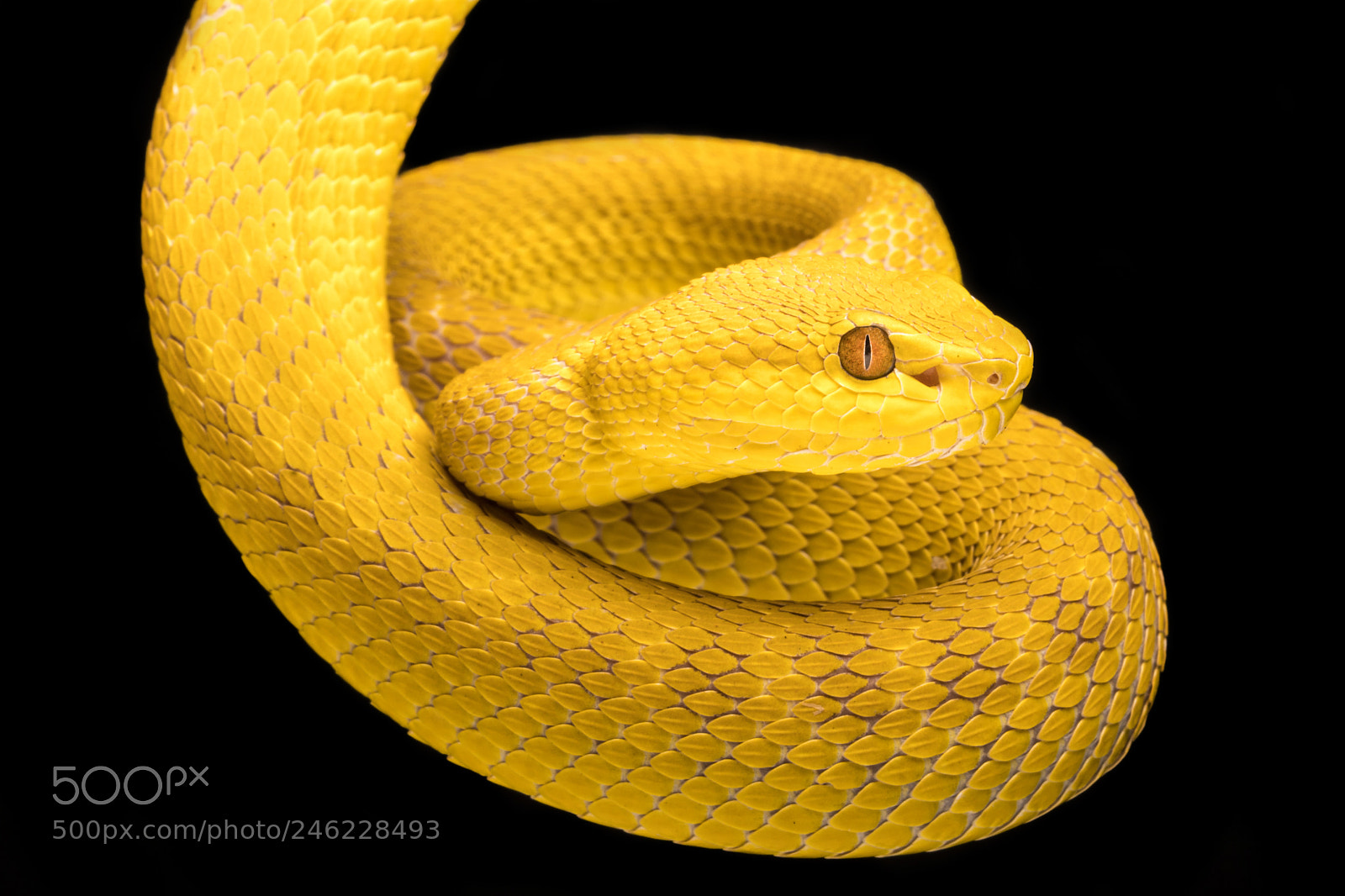 Sony a6300 sample photo. Trimeresurus insularis photography