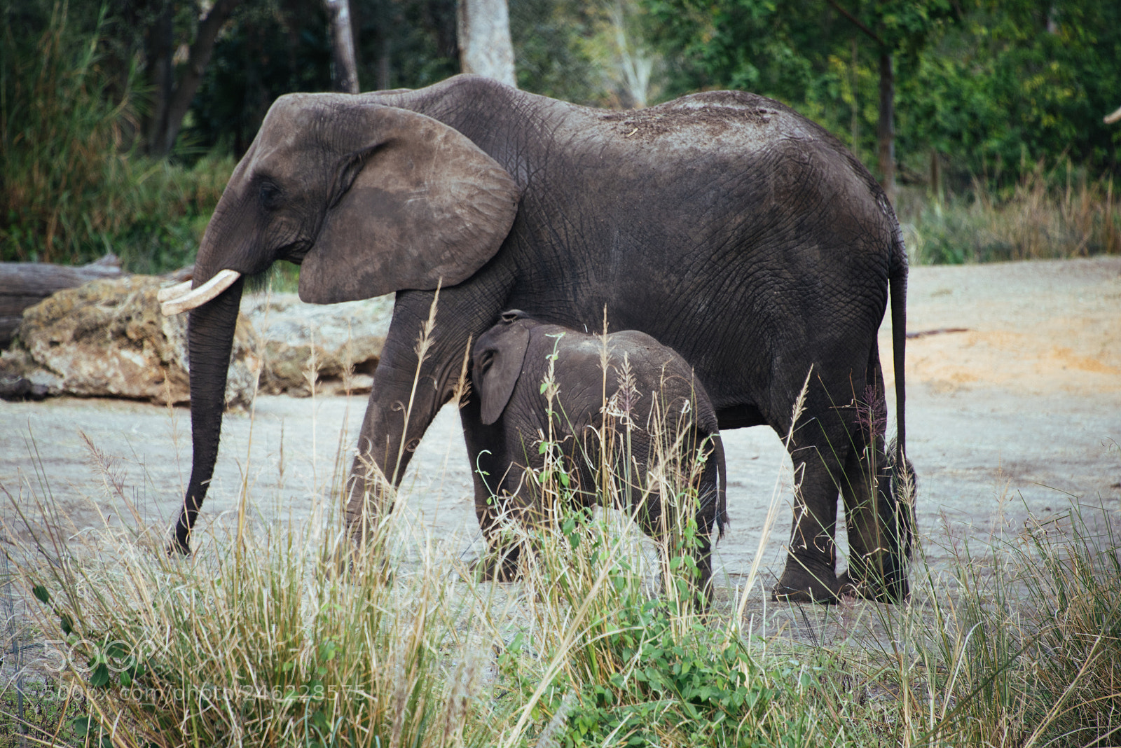 Nikon D810 sample photo. Mommy elephant photography
