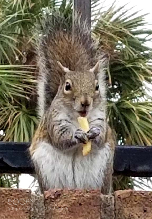Samsung Galaxy S8+ sample photo. Squirrel photography