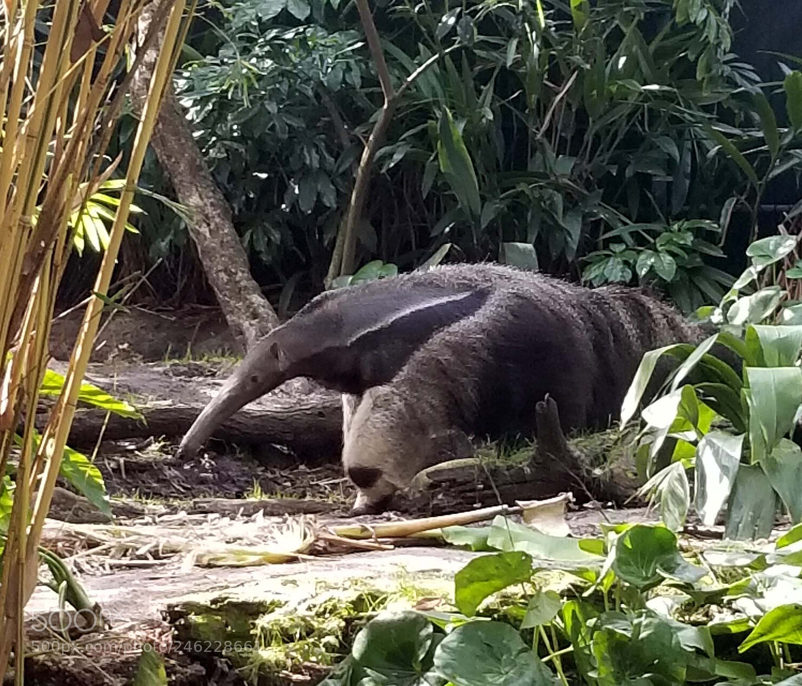 Samsung Galaxy S8+ sample photo. Giant anteater photography