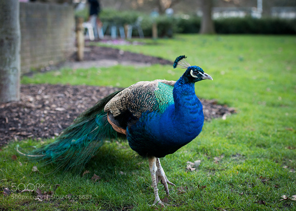 Nikon D800 sample photo. Peacock photography