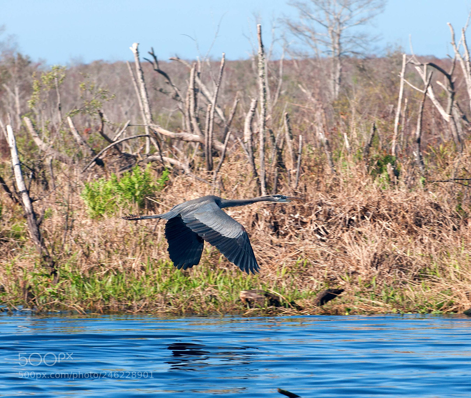 Nikon D90 sample photo. Blueheron photography