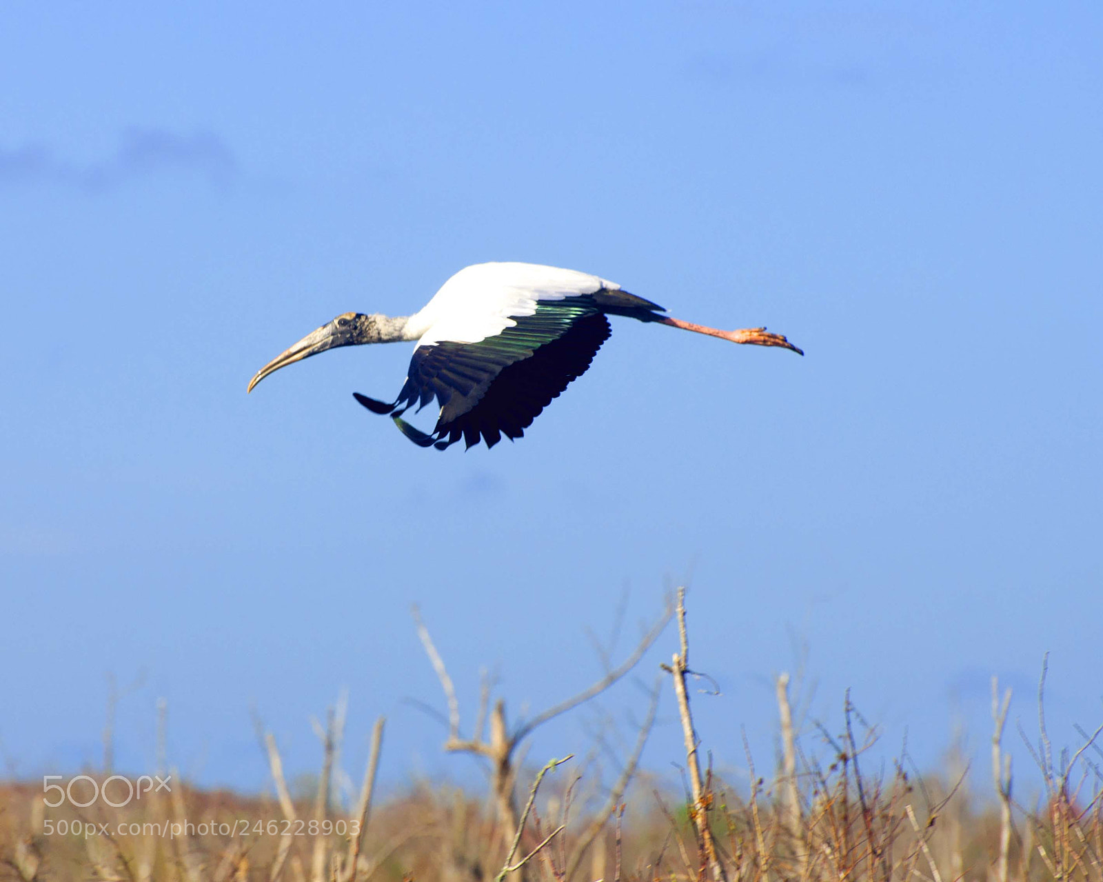 Nikon D90 sample photo. Blackwingedheron photography