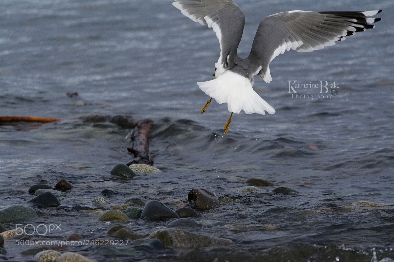 Nikon D7100 sample photo. The take off photography